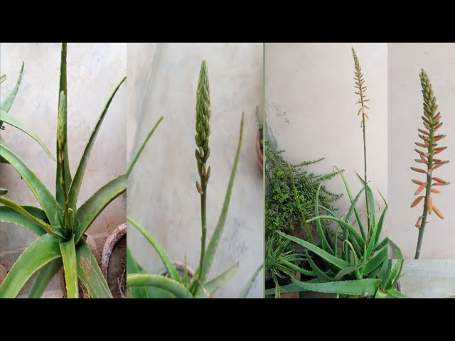 3 steps of aloe Vera flowers blooming. how to bloom aloe Vera flowers.