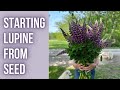 How to start lupine from seed  pepperharrowfarmcom