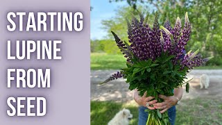 How To Start LUPINE From SEED | PepperHarrowFarm.com