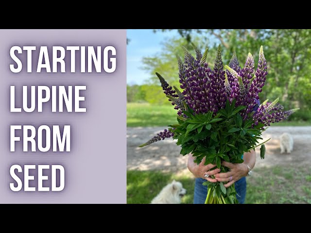 How to Grow Lupines from Seed: Expert Tips for Vibrant Blooms