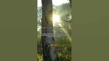 سورة النحل | ياسر الدوسري #قرآن #تلاوة #ياسر_الدوسري #سورة_النحل #quran #قران_كريم #qurantilawat