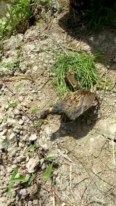 Cach Bay cum num
