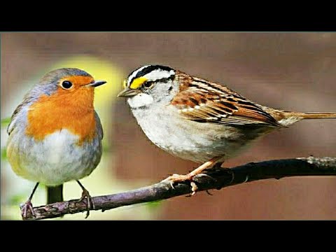 #sparrows_and_Robin_birds#.چڑیا# اور روبن خوبصورت چڑیاپرندے#۔#