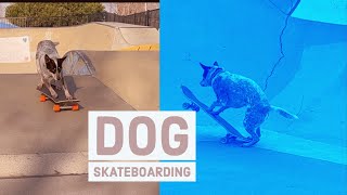 Cattle dog skateboarding adventures!