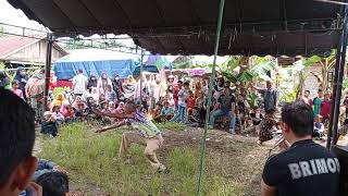 Kuntau Hasyim Harimau Bapukul Dengan Kuntau Singa Banting