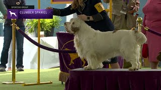 Spaniels (Clumber) | Breed Judging 2023