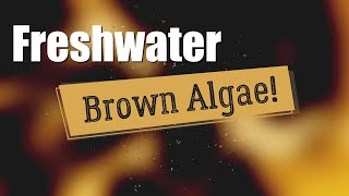 BROWN ALGAE in Freshwater Aquariums | PANIC or DON