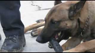 Billings K-9 unit's newest recruit hits the streets