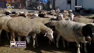 Küçükbaş Dünyası-Dorper Irkı Koyun Yetiştiriciliği