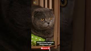 The Truth About Scottish Folds