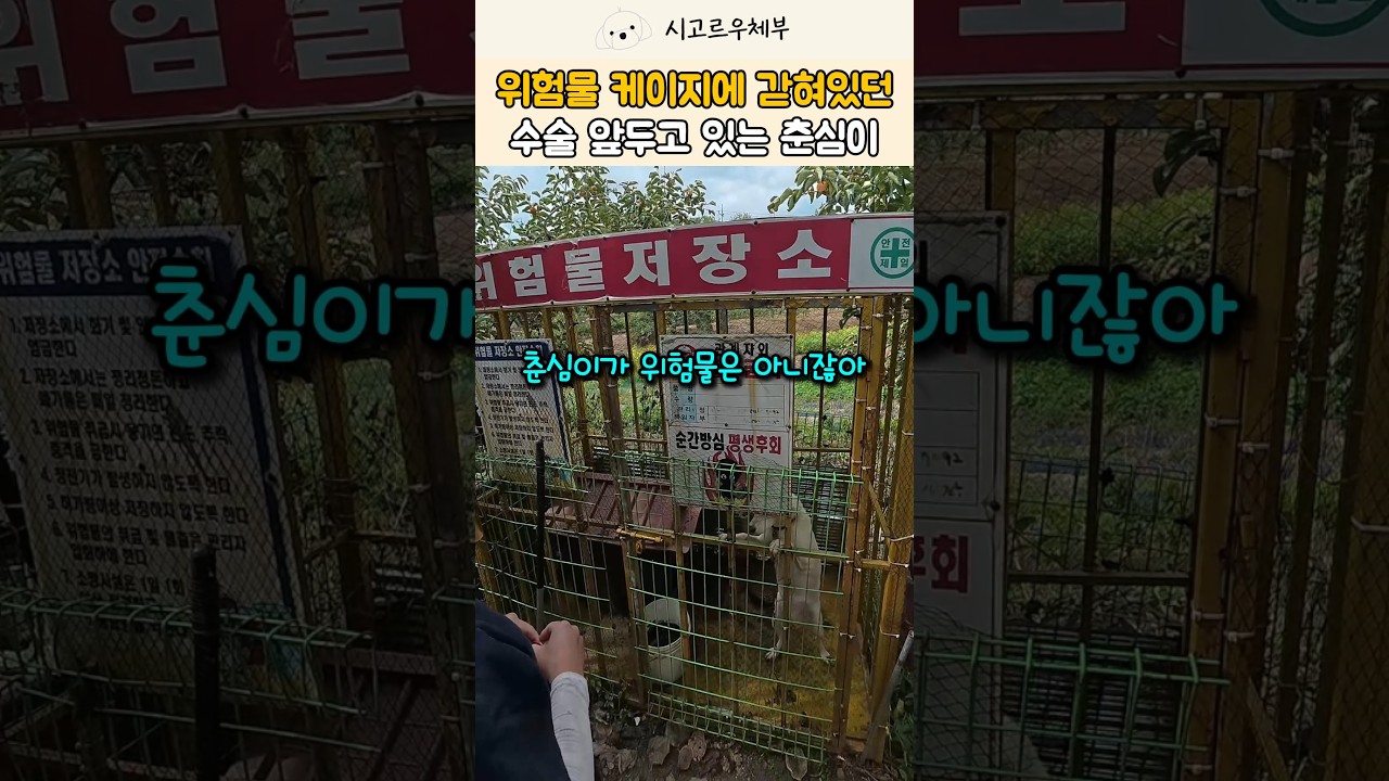 위험물 저장소에 강아지가? 😲 알고 보니 천사 할아버지의 배려 #강아지 #shorts