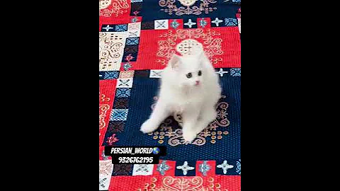 Watch the video about Pure Persian Kitten Snow White Available Fully Active 9326762195 Dm for inquiries