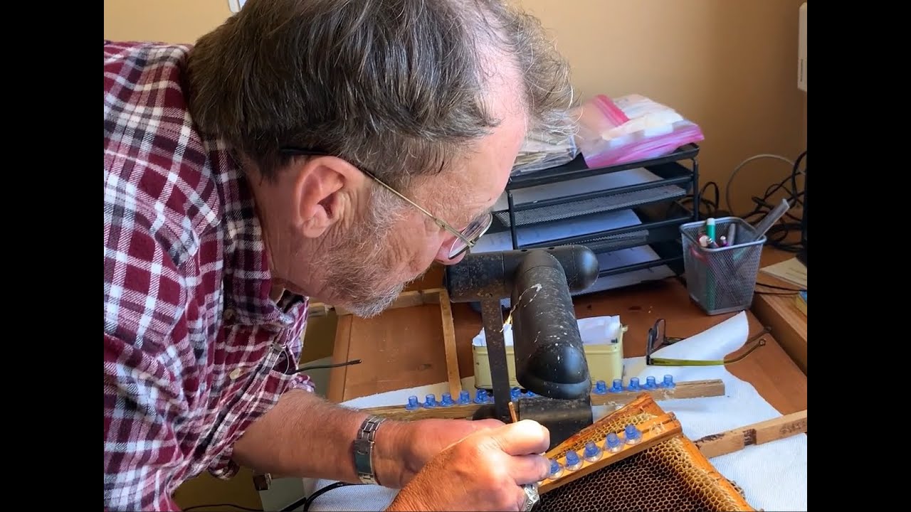 Rearing Queens and Making Splits