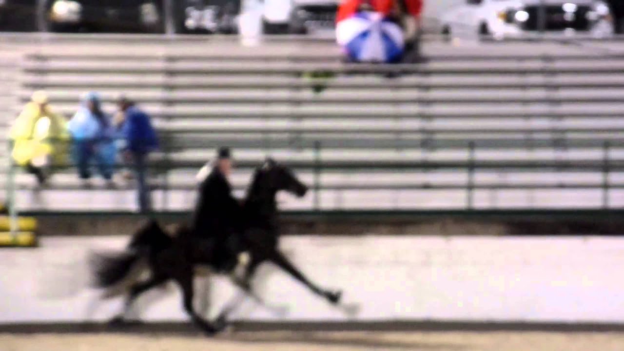 "BIG LICK" "GULF COAST CHARITY HORSE SHOW" AT COLUMBIA, TENNESSEE ON