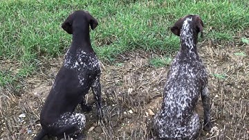 German Shorthaired Pointer doing long retrieve on driven shoot day