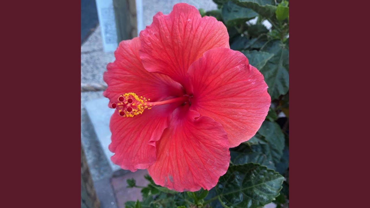 Flor De Hawaii YouTube Music