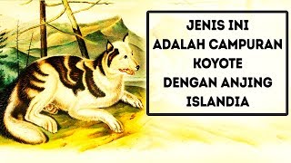 12 Jenis Anjing Punah  dan 9 Jenis Anjing Baru  yang Belum Pernah Kamu Dengar