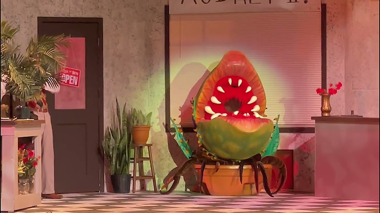 Elijah Paruzynski - Get It - Little Shop of Horrors 2021