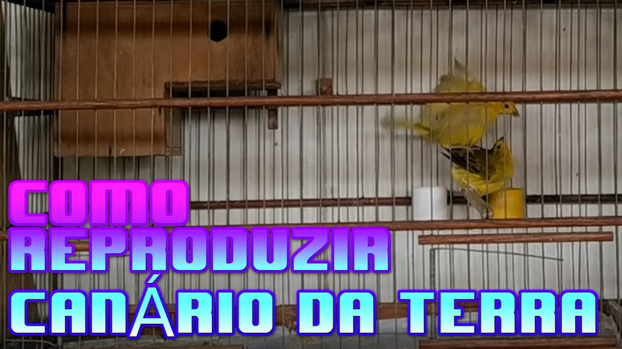 COMO REPRODUZIR CANÁRIO DA TERRA.