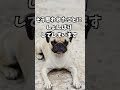 言ってはいけない言葉 #犬 #大型犬のいる生活 #犬 #大型犬のいる生活 #ワンちゃん #犬のいる生活 #元気になる動画 #犬のいる生活 #元気になる動画 #可愛い #可愛い #主人 #ペット