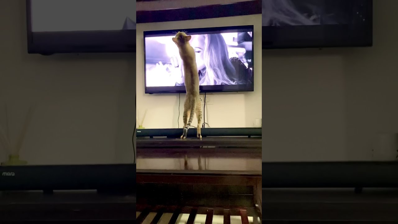 Cat Vibing On Adele Song Easy Me Shorts Easyonmecover Easyonmeadele