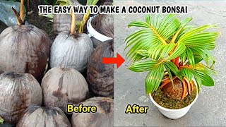 THE EASY WAY TO MAKE A COCONUT BONSAI