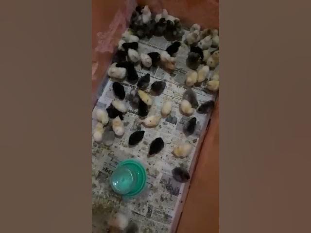 Мас күйдегі әйелмен жыныстық қатынас