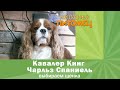 Кавалер Кинг Чарльз Спаниель: КАК ВЫБРАТЬ ЩЕНКА