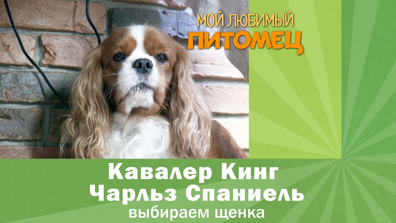 порода собак кокер-кавалер порода собак кокер-кавалер