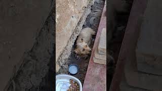 Hang on beautiful girl, you and your babies will be safe so soon 💔😭....#savethestreetdogs
