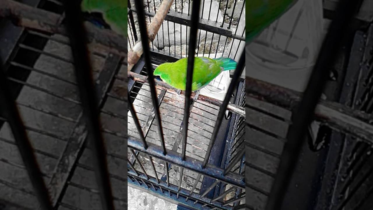 Burung Cucak Ranting Gacor Haha By Fitra Kha