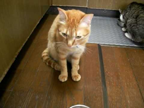 お座り お手 おかわり おあずけする猫 Youtube お座り お手 おかわり おあずけする猫 Youtube