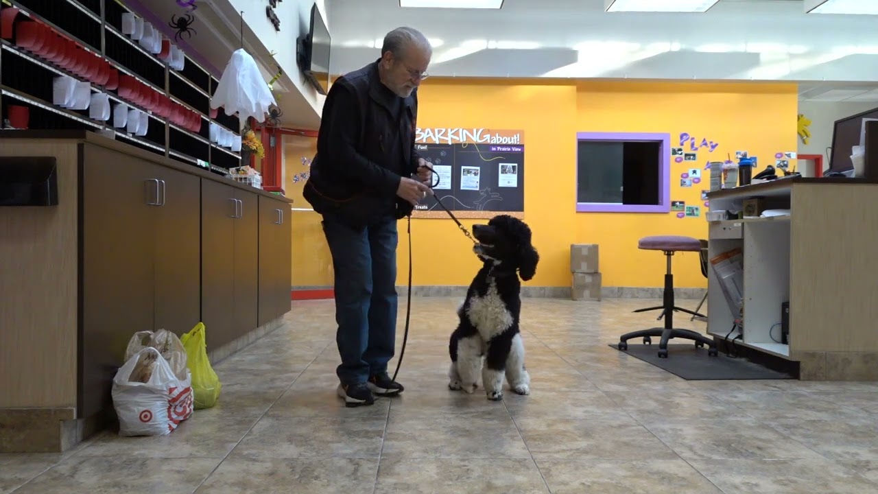 Allan Ross Dog Training YouTube