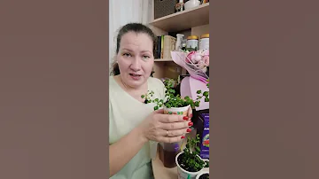 ПОДКОРМКА НЕЖНОЙ БАКОПЫ | Первая прищипка бакопы