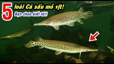 5 loài Cá sấu hỏa tiễn mà bạn chưa biết tới!