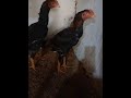 ПРИВАЗНОЙ ЧИПИЙУНЛАР БУЛАЖАК ПОДПИСКА ВА ЛАЙК БОСВОРИЛАР