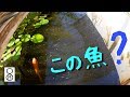 メダカを飼育している屋外水槽で、あれ、この魚は?