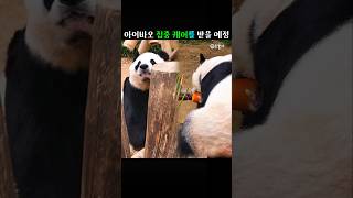 아이바오는 세심한 관찰과 안정된 관리가 필요한 시기로 내실에서 지내게 됩니다