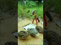 Easy Bird Trap Technique - Quail Trap simple bird trap #shorts