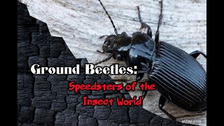 Ground Beetles: Speedsters of the Insect World #bugs #insects #animals