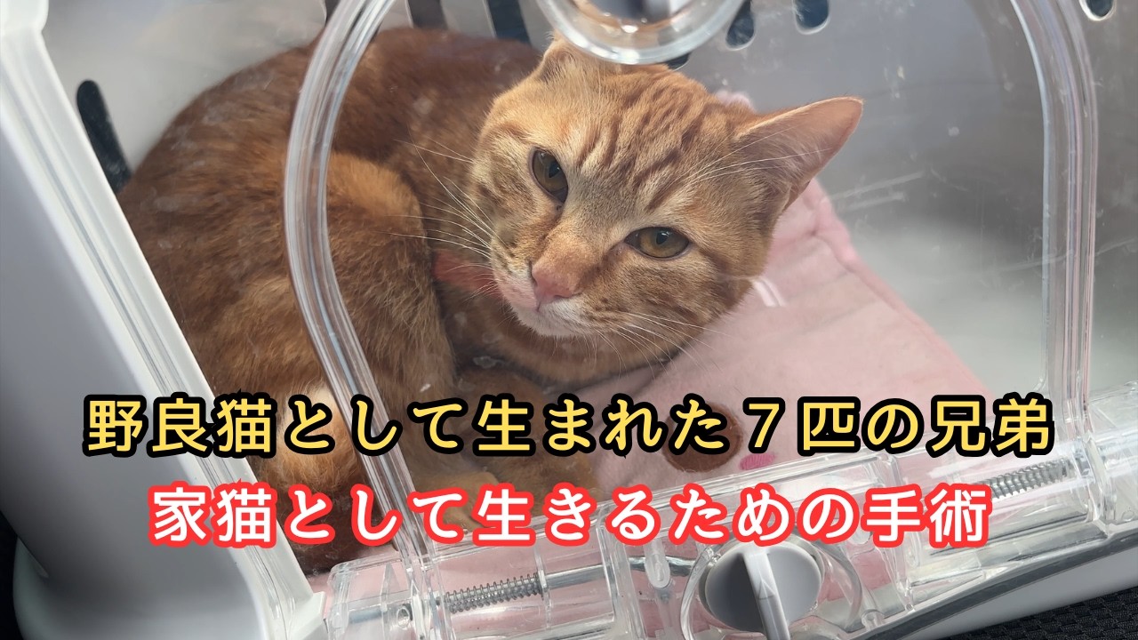 【家猫として】７匹の元野良猫兄弟の手術が始まりました…【大暴れ猫】