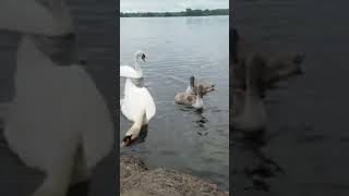 ️?? THAT WAS MY BREAD. swan versus duck.please subscribe#loveireland #nature #relax #sky #zen