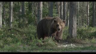 A big brown bear walks in the old forest. 4K HDR