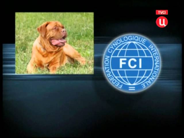 Бордоский дог