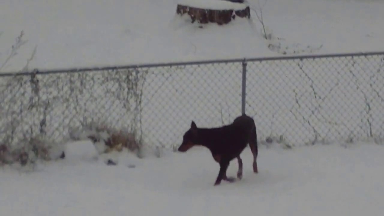 camera iphone 8 plus apk Murphy ...