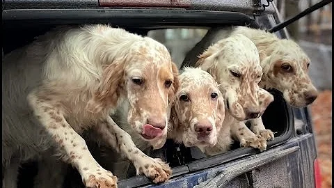 English Setter Song "Together, Forever" written by Nancy Simmonds for Musical Tails.