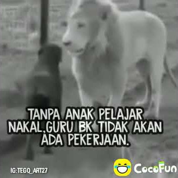 Anjing kasar