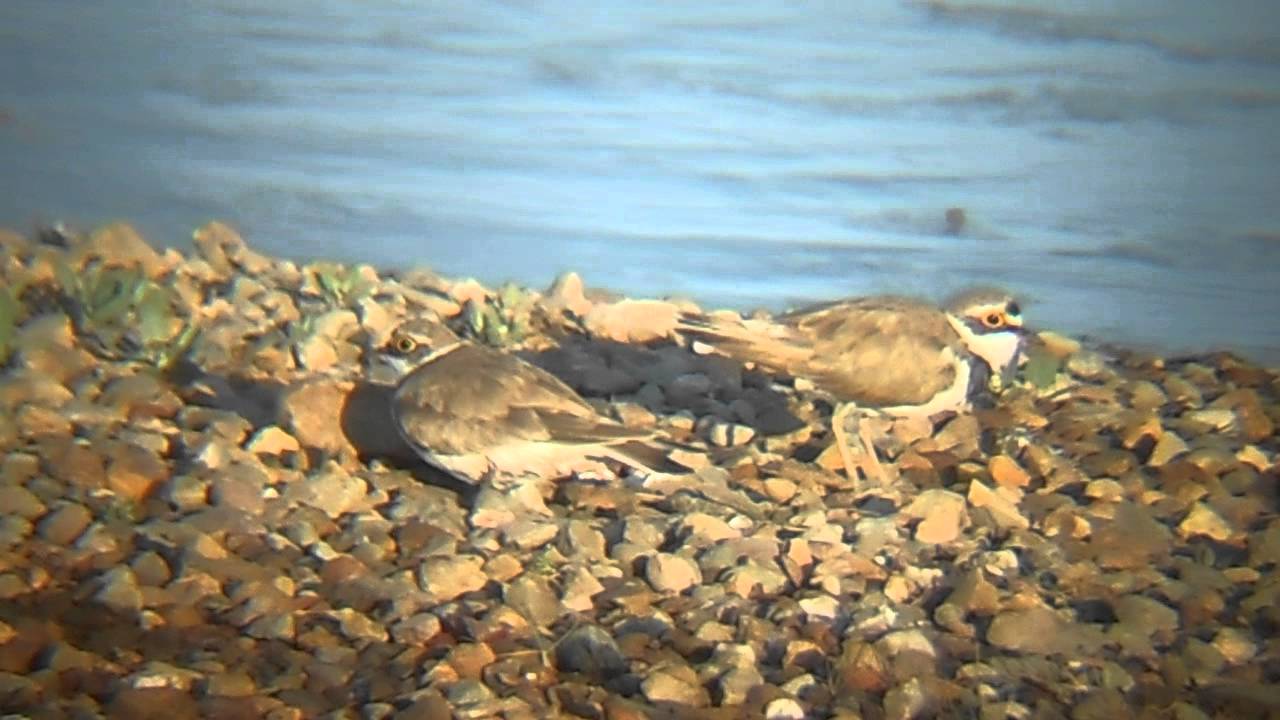 photography en español Little Ringed Plovers
