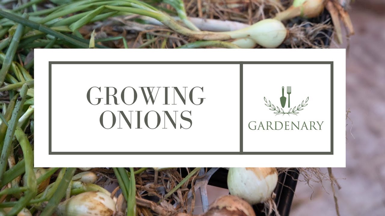 Growing Onions