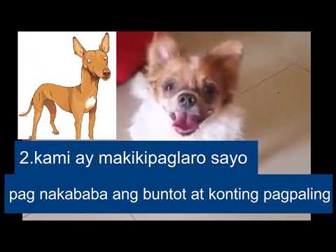 Video: Pakikipag-usap Sa Canine: Paano Ma-interpret Ang Aso